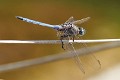 J16_0400 Orthetrum chrysostigma male